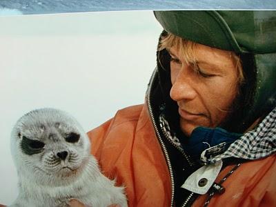 Aumenta il rischio di estinzione di molti animali, l’orso bianco e la foca nelle zone Artiche