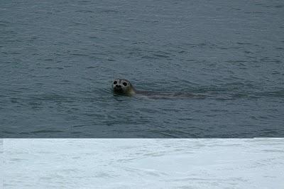 Aumenta il rischio di estinzione di molti animali, l’orso bianco e la foca nelle zone Artiche