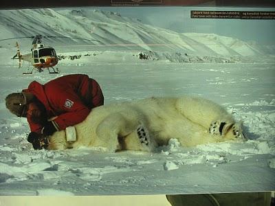 Aumenta il rischio di estinzione di molti animali, l’orso bianco e la foca nelle zone Artiche