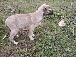 23 cuccioli di cane in Puglia  cercano disperatamente casa!