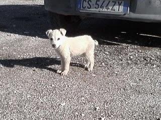 23 cuccioli di cane in Puglia  cercano disperatamente casa!