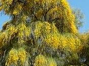 alberi fioriti l'estate: Genista aetnensis