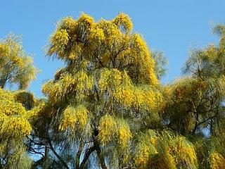 alberi fioriti per l'estate: Genista aetnensis