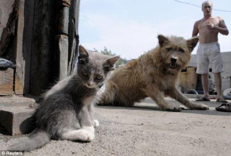 Well that takes the biscuit: A stunned dog catches sight of Luntik, the kitten born with an extra pair of ears