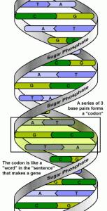 dna1