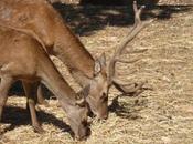 Diario viaggio Puglia: volevamo mancare visitina allo Zoosafari?