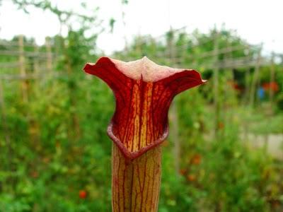 Sarracenia alata Giat red tube