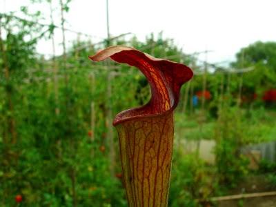 Sarracenia alata Giat red tube