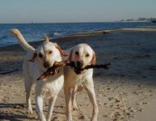 Spiagge per cani in ogni Comune: obiettivo da raggiungere!