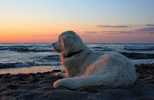 Spiagge per cani in ogni Comune: obiettivo da raggiungere!