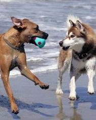 Spiagge per cani in ogni Comune: obiettivo da raggiungere!