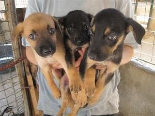 Palermo: più di 40 i cani abbandonati in 20 giorni presso il Rifugio della Favorita!