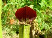 Sarracenia alata "Purple Throat Giant"