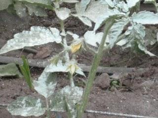 Il giardino d' estate: ultimi ritocchi agli ortaggi e succosi raccolti. In attesa dell' autunno...