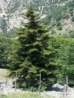 Ecoregione del sud Appennino: caratteristiche di un territorio d' eccezione