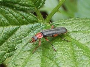 Omeopatia si:Cantharis e ustioni