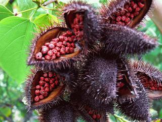 Urucum