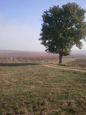 BAGLIORI D'AUTORE, MONTEFALCO IN COMPAGNIA DI HERMANN HESSE