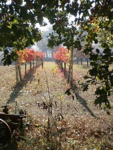 BAGLIORI D'AUTORE, MONTEFALCO IN COMPAGNIA DI HERMANN HESSE