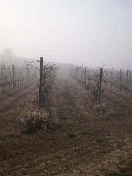 BAGLIORI D'AUTORE, MONTEFALCO IN COMPAGNIA DI HERMANN HESSE