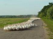 Piumini d’oca? massacro!