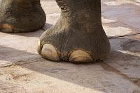 L’indeterminatezza ha piedi da elefante