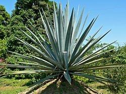 sciroppo d'agave