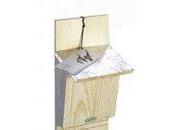 santuario pipistrelli: cosa siamo ancora capaci fare...