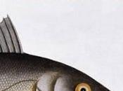 pesci chiudono occhi” Erri Luca