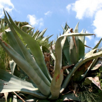 agave