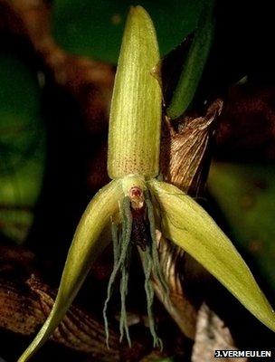 orchidea che fiorisce solo di notte