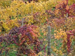 San Martino: palindromo autunno