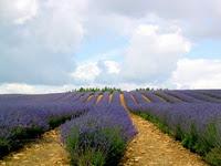 Come utilizzare le sostanze naturali con i neonati - la lavanda