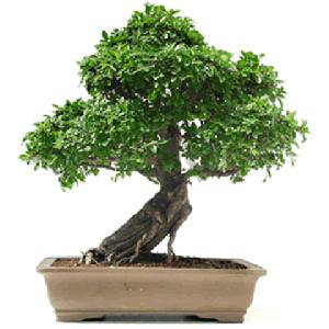 Bonsai, esploratori e guerrieri