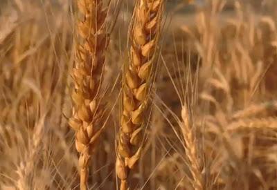 Per amore del pane. L’uomo che salva i semi