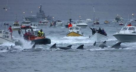 Far Oer: La brutale strage delle Balene pilota