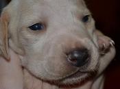 presento