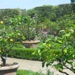 Giardino di boboli, limoni antichi