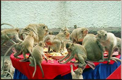 Thailandia Festival - A pranzo con le scimmie a Lop Buri