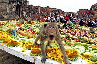 Thailandia Festival - A pranzo con le scimmie a Lop Buri