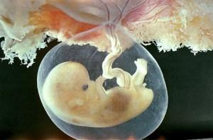 Nuovo studio: il feto umano partecipa attivamente al suo sviluppo