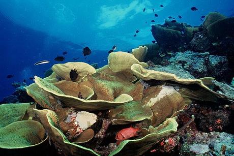 Il governo australiano istituirà nel Mar dei Coralli la più grande riserva marina del mondo