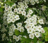 Biancospino (Crataegus monogyna)