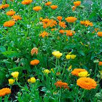 Calendula (Calendula officinalis)