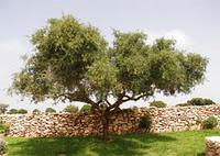 Argan (Argania spinosa)