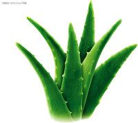 Aloe (Aloe barbadensis)