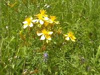 Iperico (Hypericum perforatum)