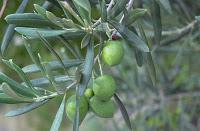 L’Olivo (Olea Europaea)