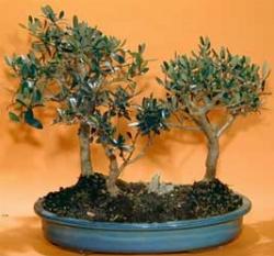 bonsai ulivo