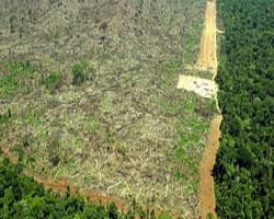 Deforestazione: Nigeria, Indonesia e Corea del Nord ai primi posti. Stati Uniti e Cina all'ultimo